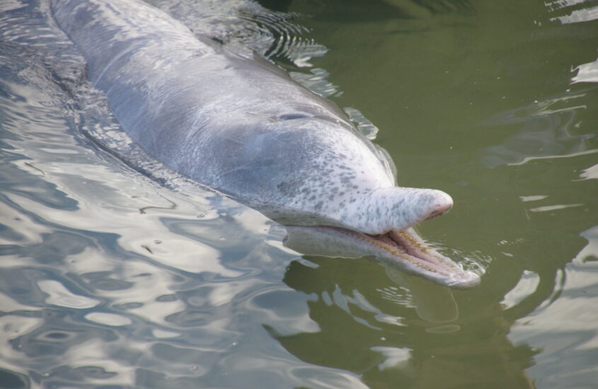 Dolphin feeding in Tin Can Bay