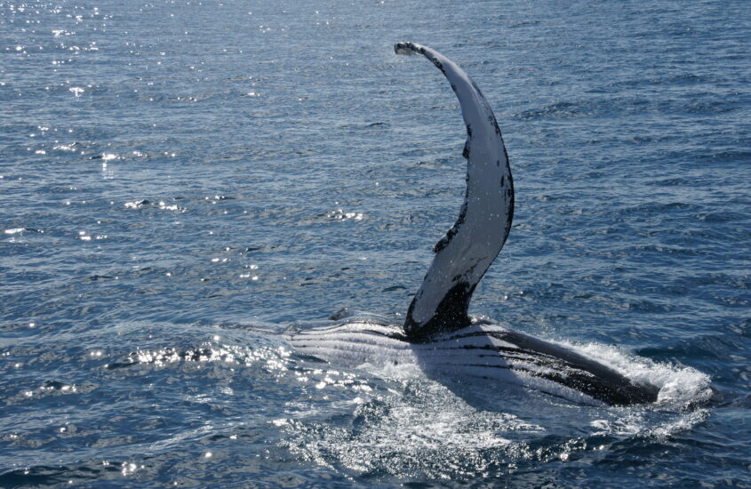 Whale watching in Hervey Bay