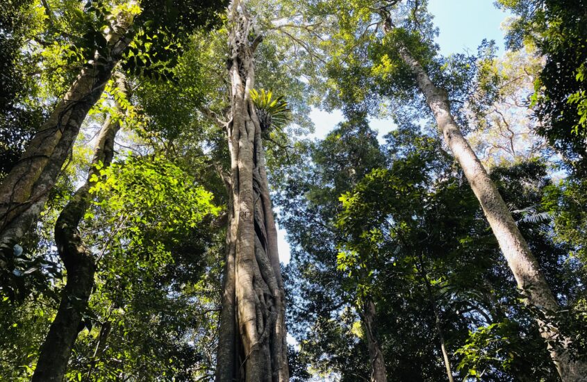 D’ Aguilar National Park, South section