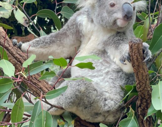 koala