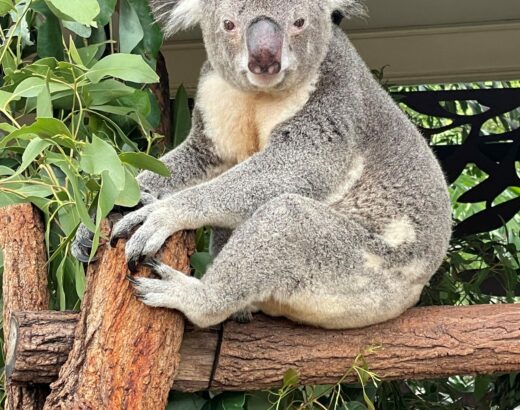 koala2