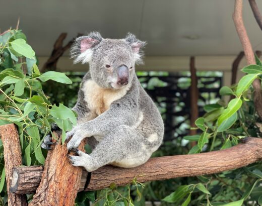 koala4