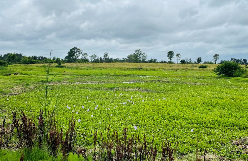 Oxley Creek and Pelican Island walk